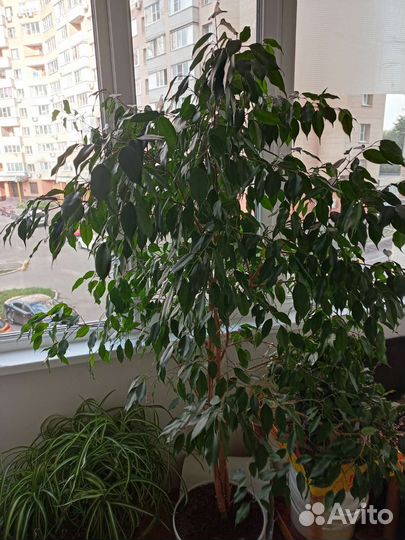 Фикус бенджамина