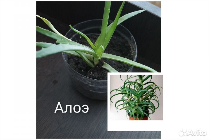 Алоэ лечебный