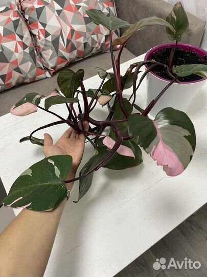 Филодендрон розовая принцесса