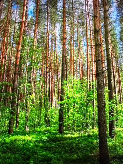 Участок 35 сот. (СНТ, ДНП)