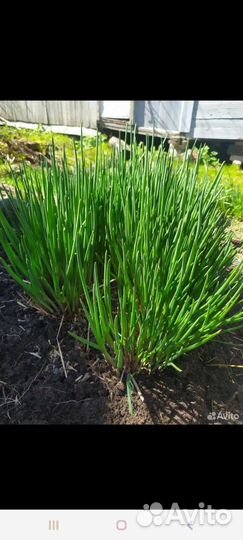 Мята, хмель и другие растения