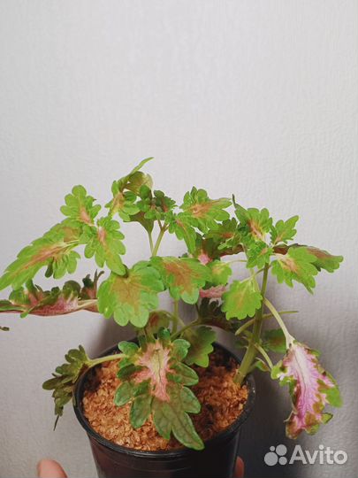 Цветок Колеус Визард Корал восход