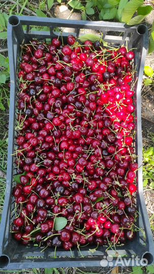 Черешня оптом и можно договорится в цене