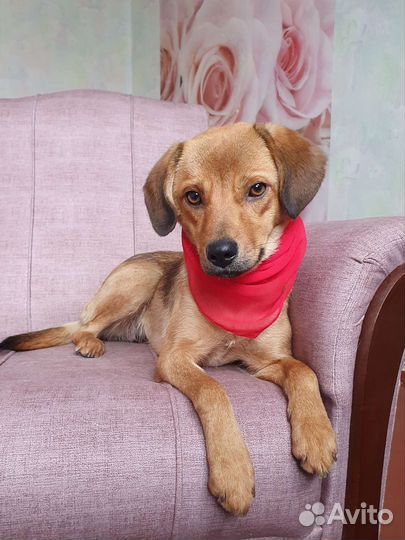 Собачка Ксюша из приюта