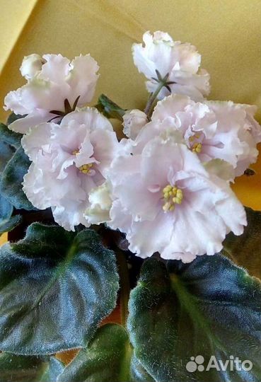 Сортовые фиалки