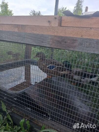 Подсадные утки