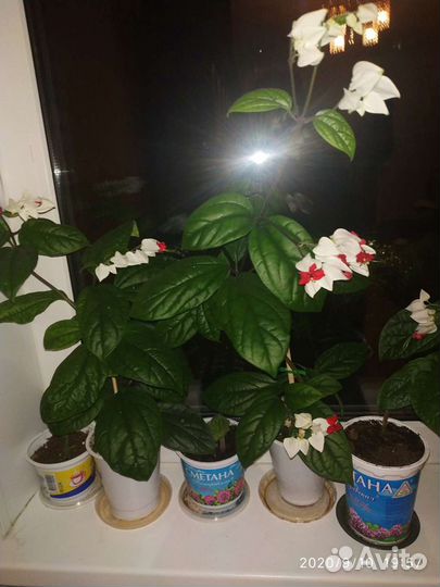 Клеродендрум Томпсона