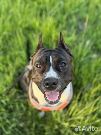 Выгул собак ЖК софия м Проспект Славы