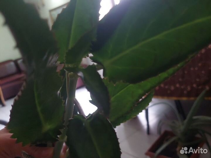 Каланхоэ лечебное