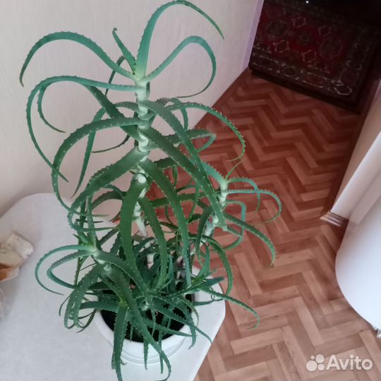 Алоэ 4 года,алоэ 2 года,алоэ 1 год