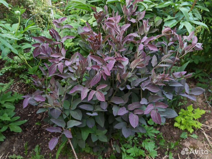 Пионы разные и даже с цветком