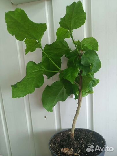 Гибискус Bocca di leone, почтой