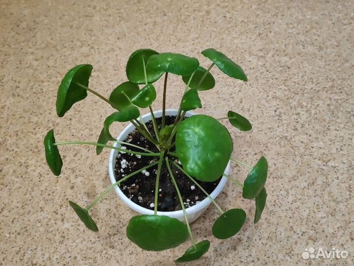 Пилея пеперомиевидная