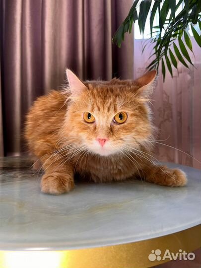 Пушистый рыжий кот в добрые руки
