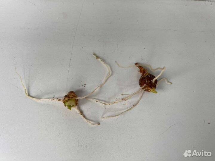 Алоказия мишольца минт (клубни)