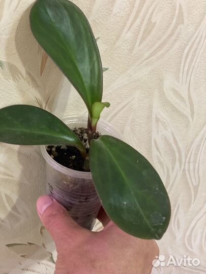 Пеперомии и не только