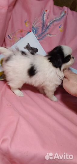 Собаки щенки мини