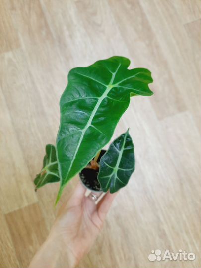 Алоказия Сильвер Драгон