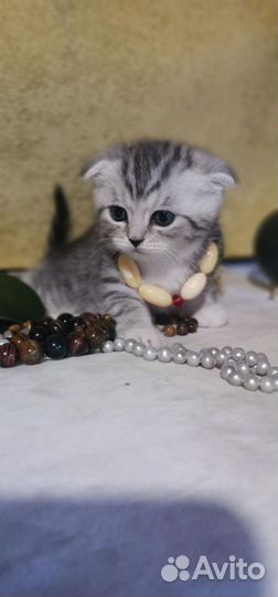 Шотландская вислоухая