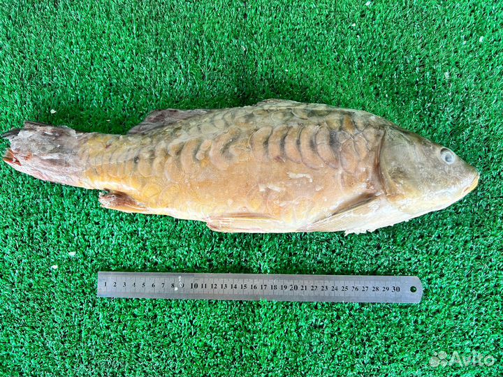 Карп свежемороженый