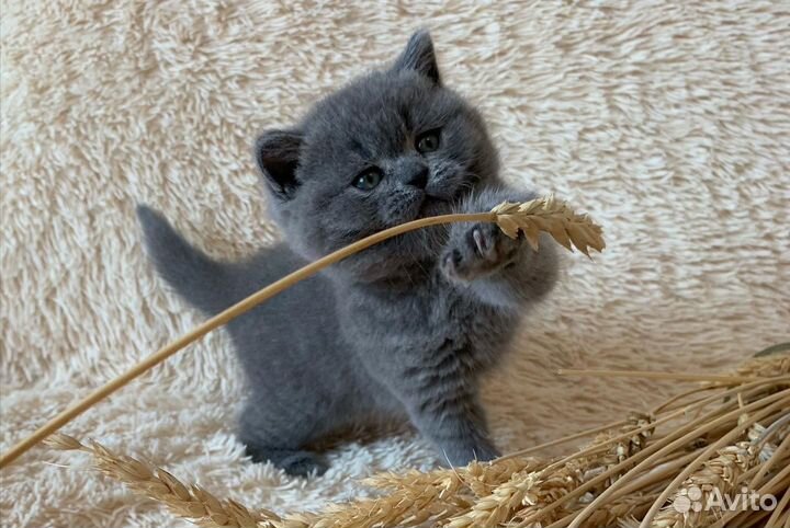 Вислоухие малыши, медвежий тип