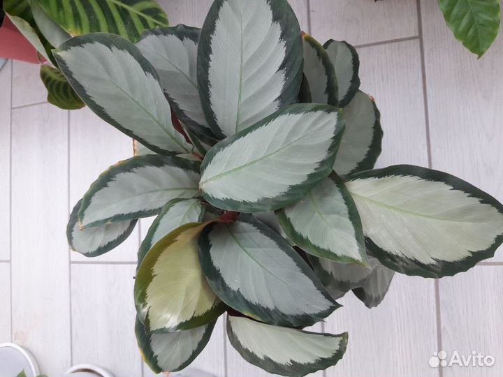 Калатея Аргентея Пиктурата