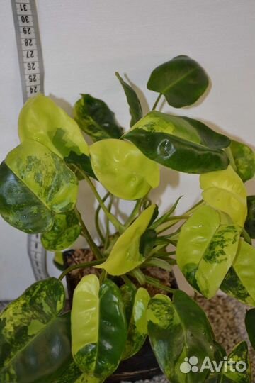 Филодендрон Бурле Маркс Вариегатный