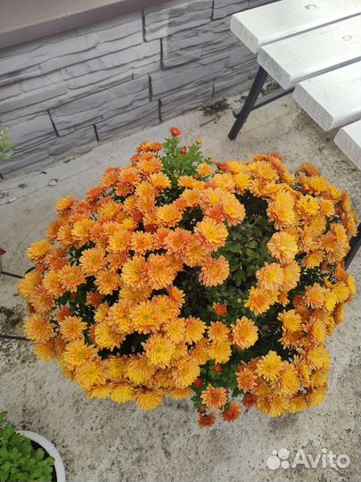 Хризантемы мультифлора