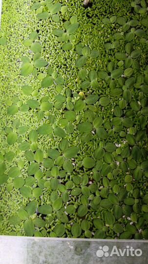 Водоросли для аквариума