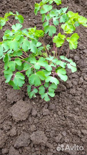 Мак, мята, вербейник, аквелегия, колокольчики