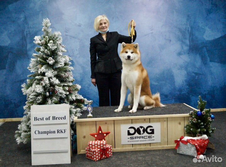 Вязка Акита Ину