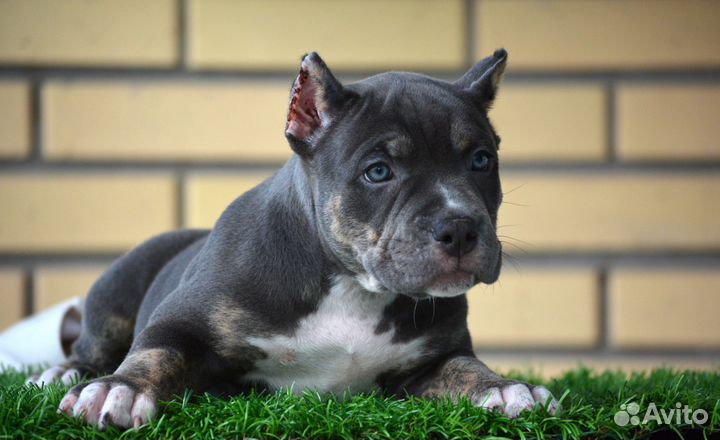 Американский булли