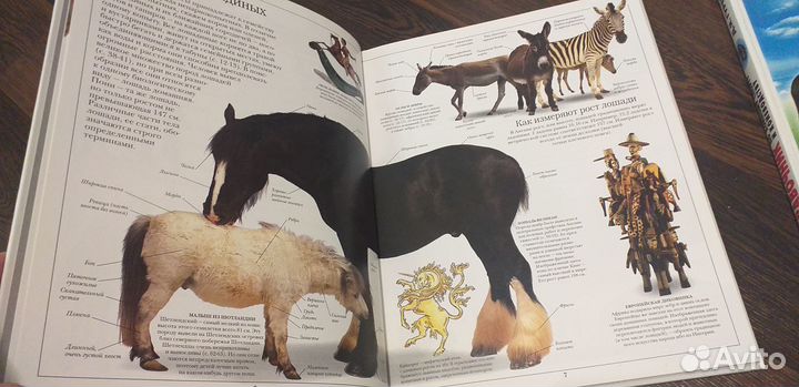 Книги о лошадях