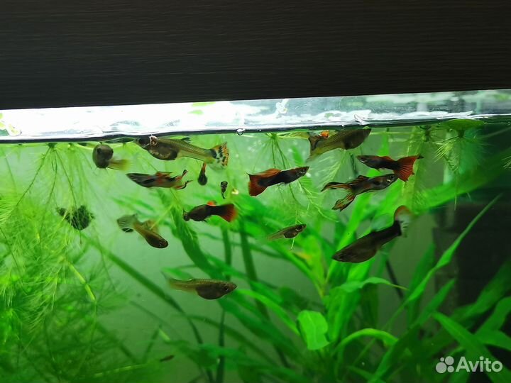 Аквариумные рыбки гуппи
