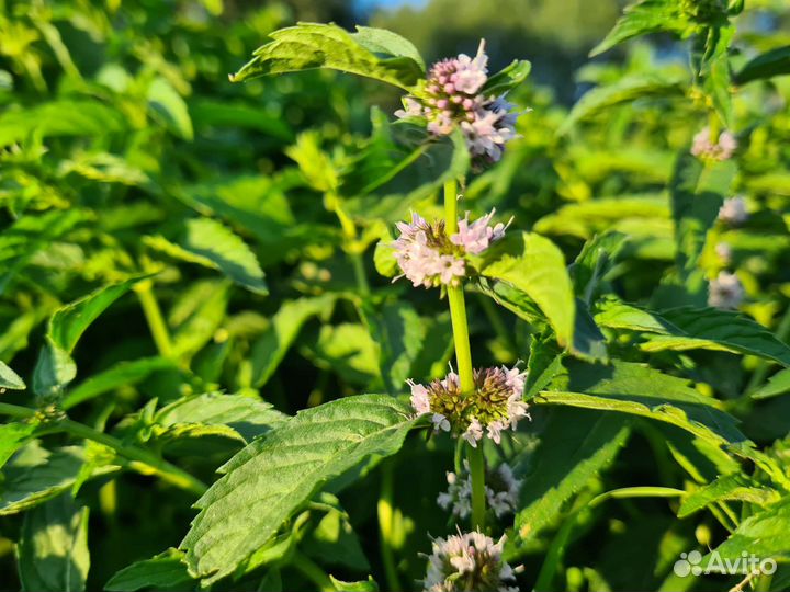 Мята японская. Редкая