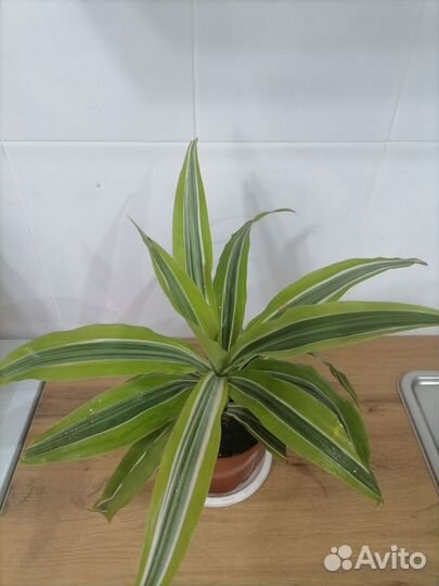 Драцена и сансиеверия