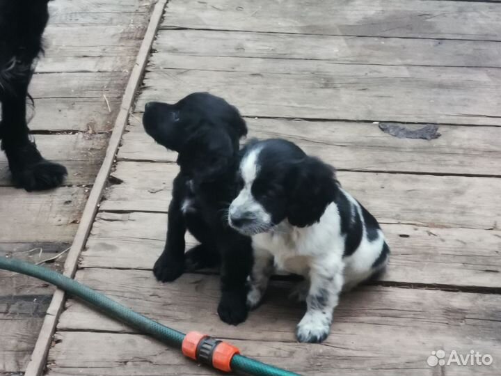 Русский спаниель щенки