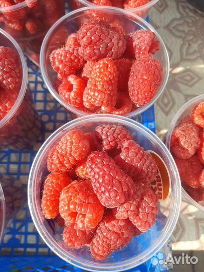 Саженцы малины