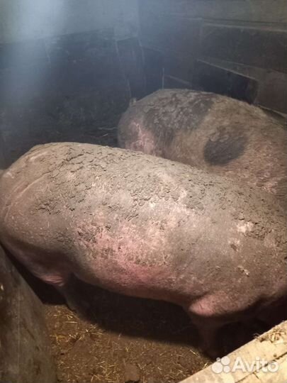 Свиньи живым весом