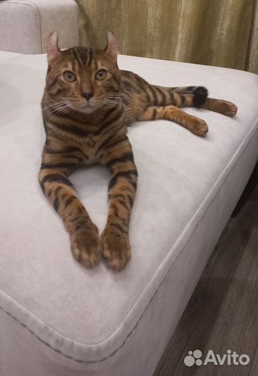 Бенгальский кот вязка