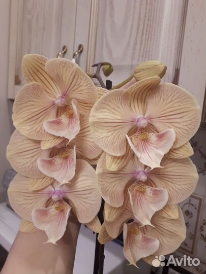 Орхидея фаленопсис биг лип