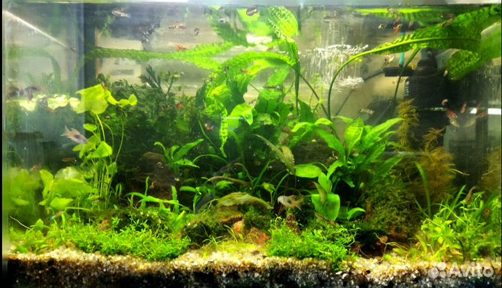 Аквариумные рыбки и растения