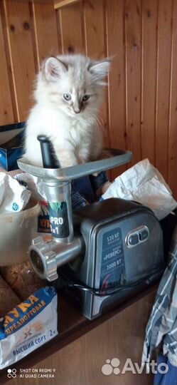 Котенок