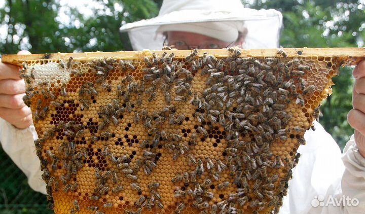 2024 Мед натуральный алтайский опт