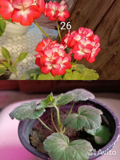 Черенки пеларгонии