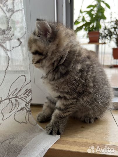 Британский пятнистый котенок