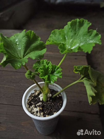 Пеларгония герань