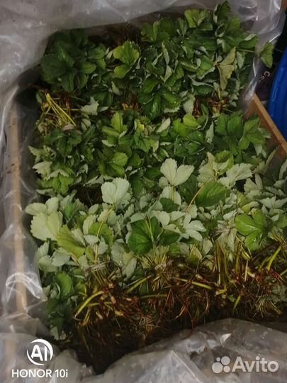 Рассада клубники оптом