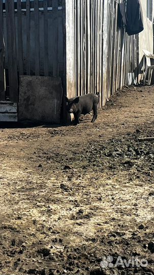 Поросята Кармалы