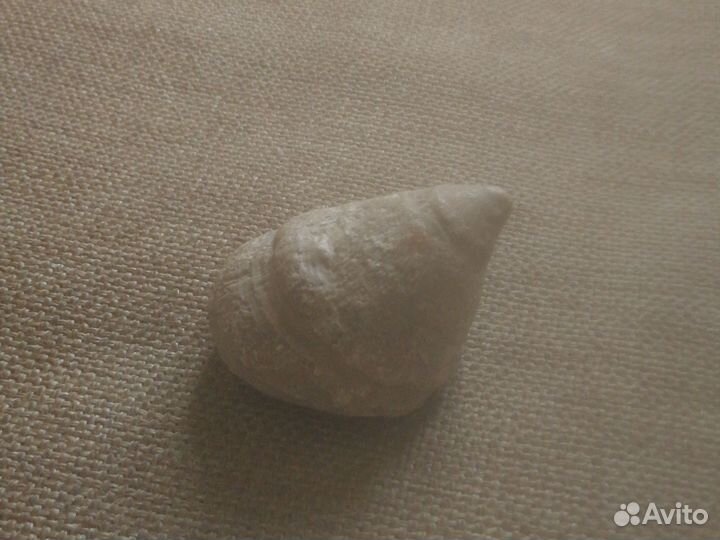 Ракушка ископаемое